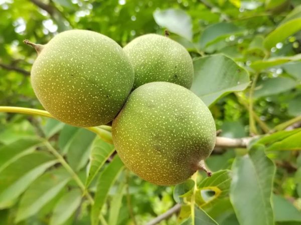 会东铁柳镇核桃丰收！插图3