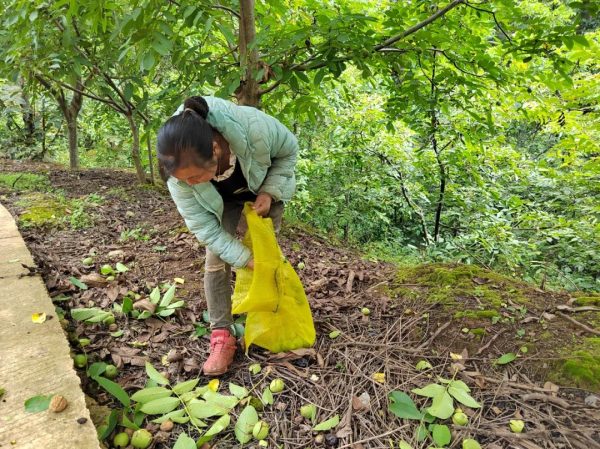 会东铁柳镇核桃丰收！插图2