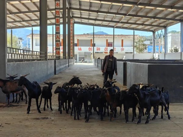 凉山州布拖县黑羊养殖现状及市场价值分析-会东网