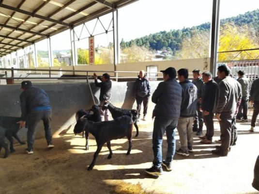 会东小吃之黑山羊（会东美食推荐）？-会东网