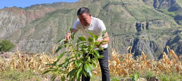 会东县老君滩乡牛油果种植基地：实现乡村振兴的富民产业！-会东网