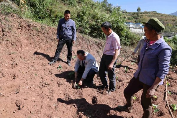 会东县铅锌镇秋收秋种冬活忙,油菜移栽正当时-会东网