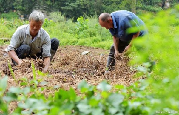 会东县绿源软籽石榴种植专业合作社助力当地农业发展-会东网