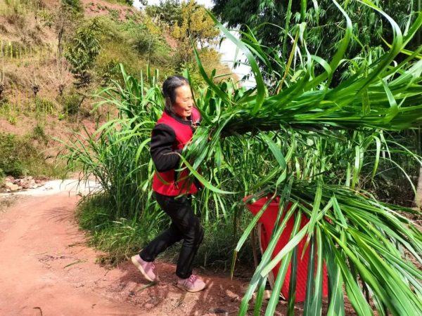 坚韧母爱，30年孝老敬亲-会东网