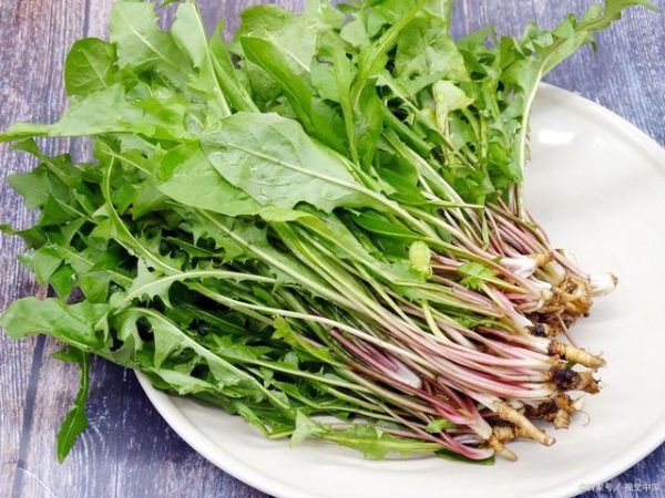 会东野味之蒲公英（会东美食之野味推荐）？-会东网