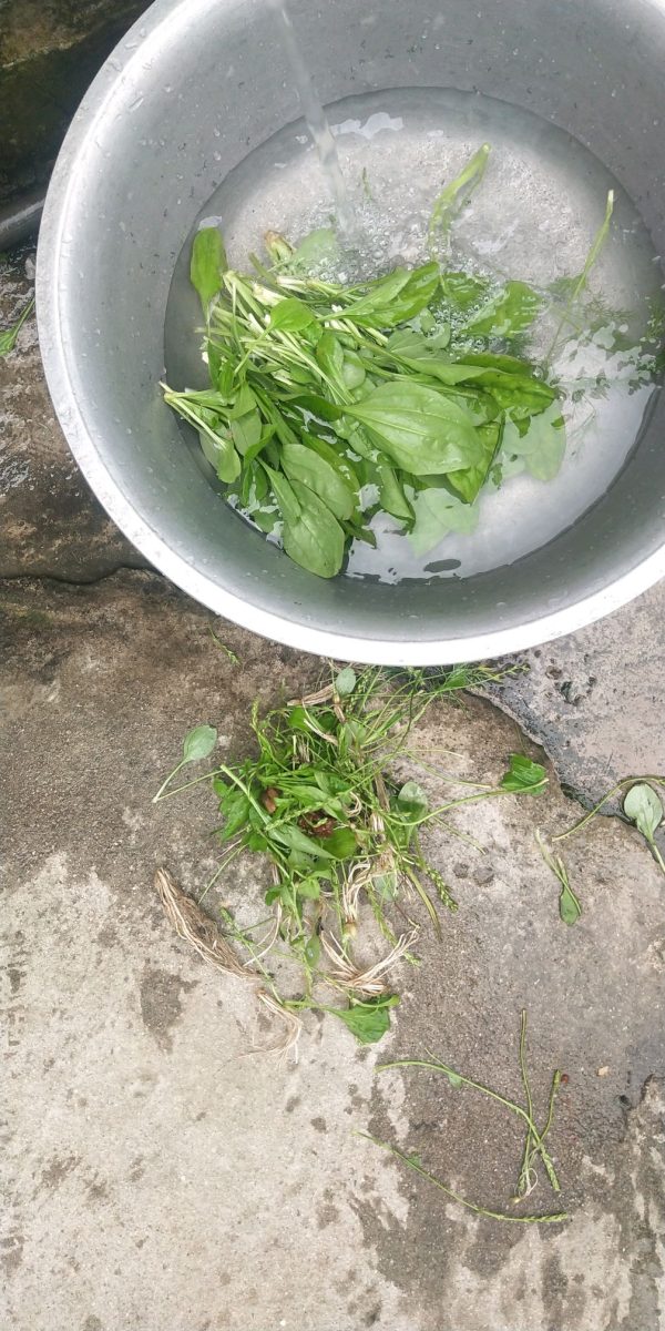 会东美食野味癞疙宝菜（会东地域性美食）？插图1
