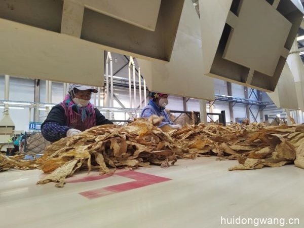 会东复烤厂：坚守初心使命，助力卷烟工业高质量发展-会东网