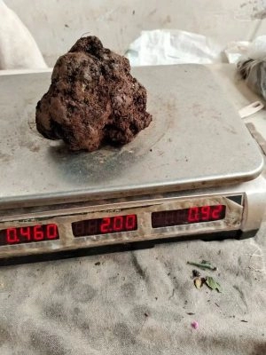 会东县：松露成为销售旺季的“C位”商品插图2