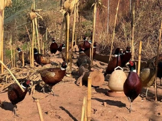 四川会东培顺种养殖农民专业合作社:助力农业现代化经济发展插图1 四川会东培顺种养殖农民专业合作社:助力农业现代化经济发展插图1