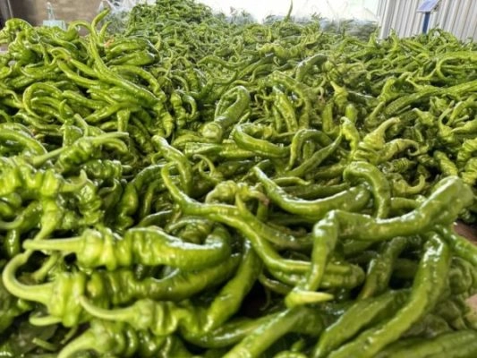 会东绿之源种养殖专业合作社存续发展,助力当地农业繁荣插图 会东绿之源种养殖专业合作社存续发展,助力当地农业繁荣插图