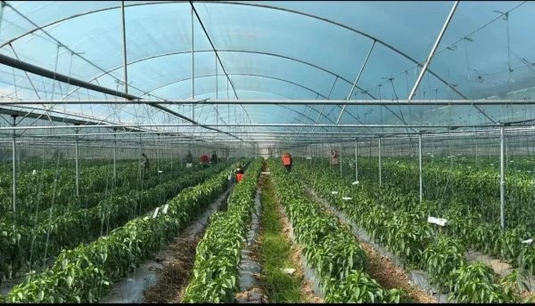 会东绿之源种养殖专业合作社存续发展,助力当地农业繁荣插图1 会东绿之源种养殖专业合作社存续发展,助力当地农业繁荣插图1