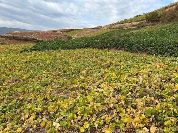 嘎吉镇利用特色农产品推动乡村振兴：土瓜种植带来可观收益插图2