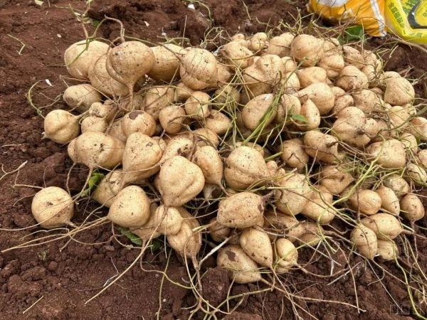 嘎吉镇利用特色农产品推动乡村振兴：土瓜种植带来可观收益插图1