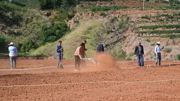 四川凉山州会东县鲁吉镇金沙姜”的示范种植插图1