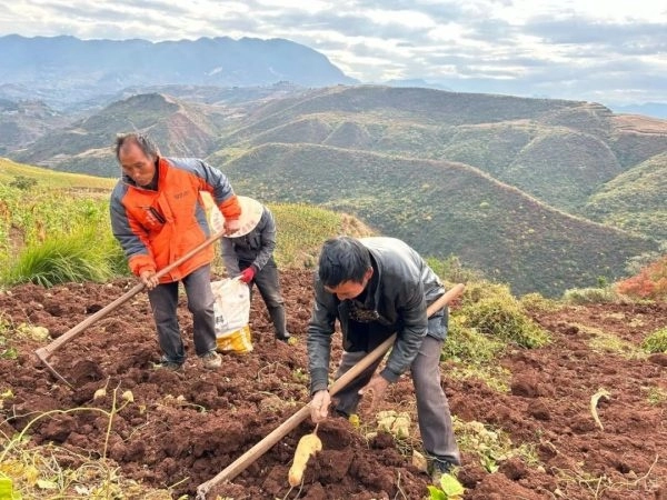 嘎吉镇利用特色农产品推动乡村振兴：土瓜种植带来可观收益插图4