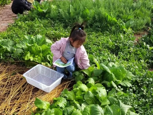 姜州镇幼儿园：以食育教育促进幼儿全面发展插图4