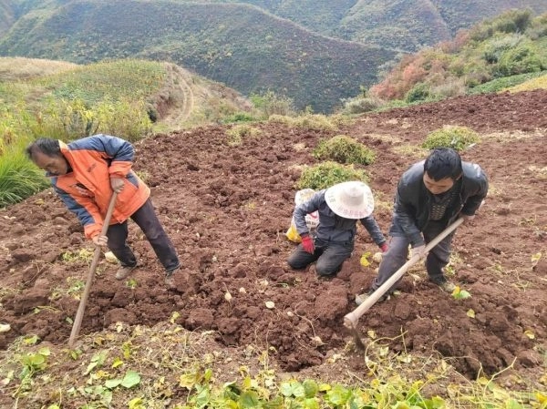 嘎吉镇利用特色农产品推动乡村振兴：土瓜种植带来可观收益-会东网