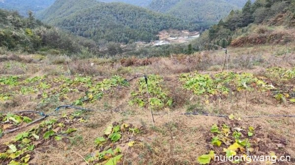 110KV开关柜、保护屏  技术方案-会东网