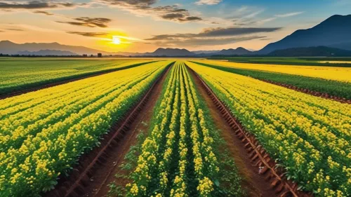 会东县洪芬种养殖专业合作社联系方式（洪芬种养殖业务介绍）？-会东网