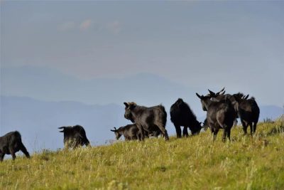 会东县鲹鱼河镇的村庄数量（行政区划信息）?-会东网