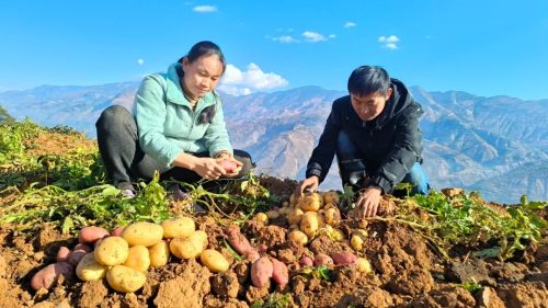 土豆跟洋芋一样吗能吃吗有毒吗(洋芋跟土豆是一种吗能吃吗有毒吗)-会东网