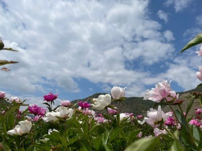 会东旅游景点推荐理由（为什么选择这些会东旅游景点）？-会东网