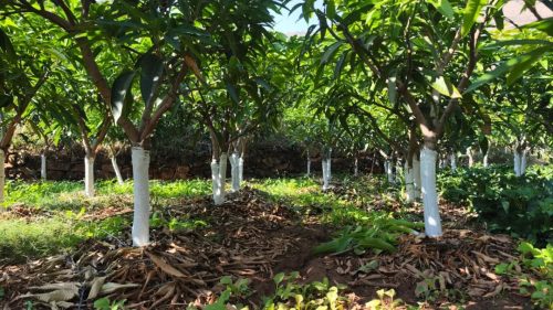 会东县农业农村局：助力铁柳镇果农做好果树冬季管护工作插图2