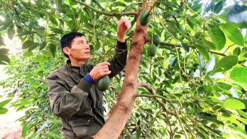会东县淌塘镇牛油果种植基地（会东牛油果鲜果年产量）？-会东网