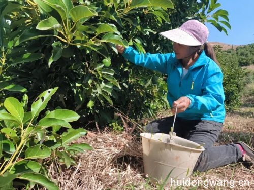 会东县淌塘镇牛油果种植基地（会东牛油果鲜果年产量）？插图2