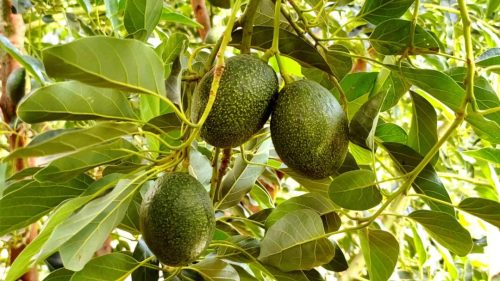 会东县淌塘镇牛油果种植基地（会东牛油果鲜果年产量）？插图4