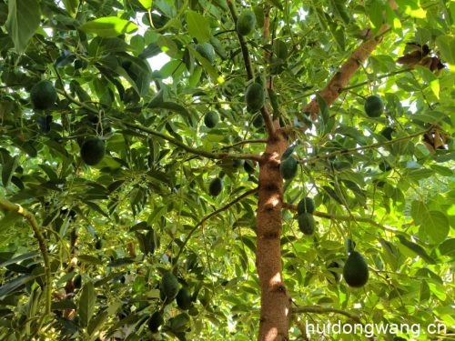 会东县淌塘镇牛油果种植基地（会东牛油果鲜果年产量）？插图1