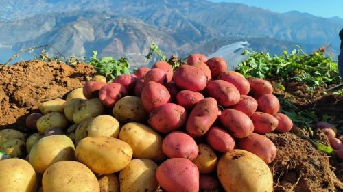 土豆洋芋马铃薯的区别插图 土豆洋芋马铃薯的区别插图