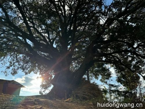 会东县林草局对鲹鱼河镇普发村古树进行保护-会东网