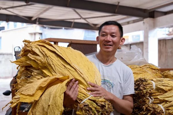 会东烤烟(会东县以烤烟闻名)?-会东网