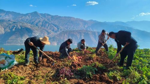 洋芋是什么地方的叫法(洋芋是哪里的叫法)?-会东网