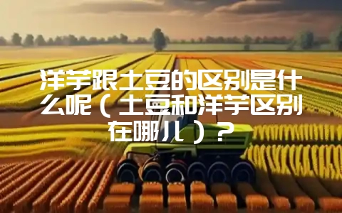 洋芋跟土豆的区别是什么呢(土豆和洋芋区别在哪儿)?-会东网