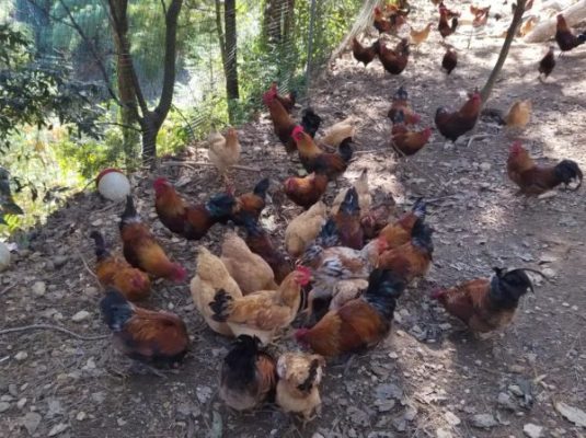 会东县2022年gdp(会东县2022年收入）？-会东网