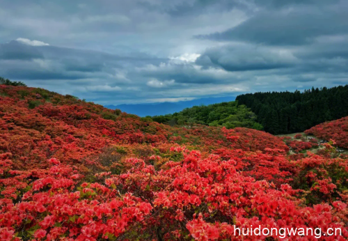 会东杜鹃：大凉山深处的绚丽之花插图1
