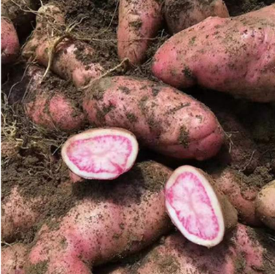 洋芋是哪个地方的方言(哪里叫土豆叫洋芋)?-会东网