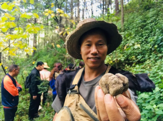 会东松露(会东松露营养价值)-会东网