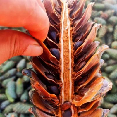 会东松籽：一粒松香里的山河密码插图1