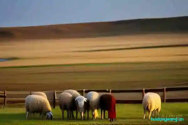 正宗内蒙羊肉（内蒙羊肉品质评价）？-会东网