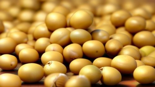 羊肉和什么炖好（适合搭配炖制的食材推荐）？插图7