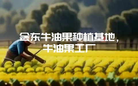 会东牛油果种植基地，牛油果工厂-会东网