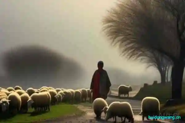 藏书羊肉出自哪里（藏书羊肉产地介绍）？-会东网