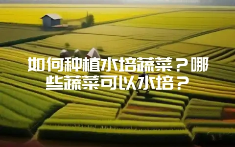 如何种植水培蔬菜？哪些蔬菜可以水培？-会东网