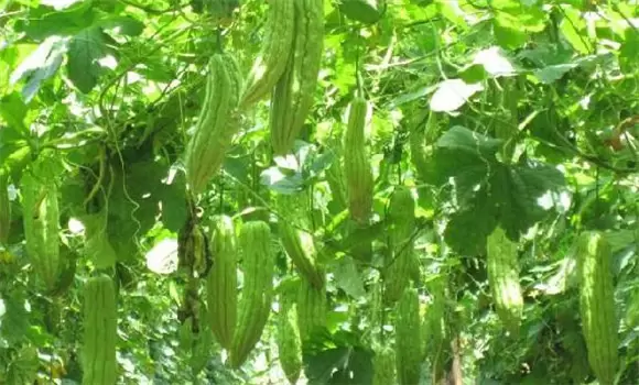 苦瓜种植技术与管理要点-会东网