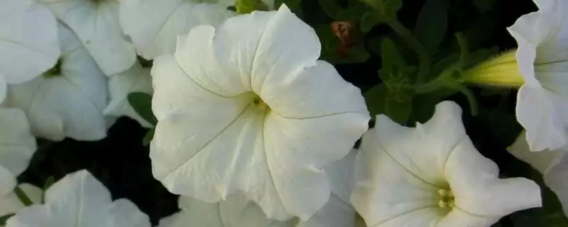 月光花的花语-会东网