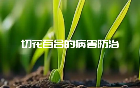 切花百合的病害防治-会东网
