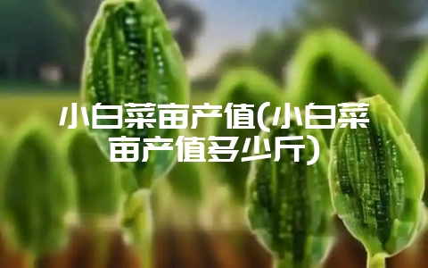 小白菜亩产值(小白菜亩产值多少斤)-会东网